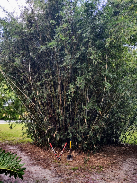 Green Hedge Clumping Bamboo Starter – Rooted Bambusa multiplex for Privacy Hedge & Garden Landscaping