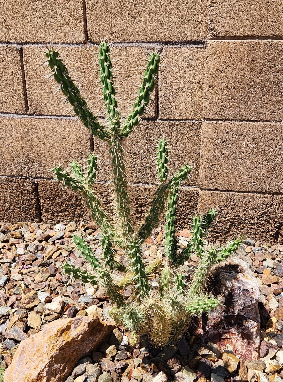 Tree Cholla Cactus Cutting – Cylindropuntia imbricata Live Unrooted Desert Cactus Plant for Succulent Gardens