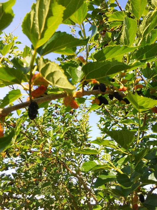 Mulberry Tree Cuttings – 5 Unrooted Morus Propagation Live Plant Cuttings, 7–9 Inches