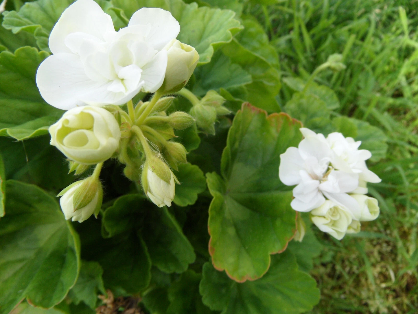 Americana White Zonal Geranium Cuttings – 5 Live Pelargonium 4-5 Inch Unrooted Planting Stock