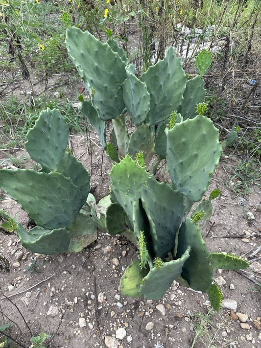 Opuntia Gomei Prickly Pear Cactus Pads Cutting for Planting and Propagation, Old Mexico Opuntia Pad