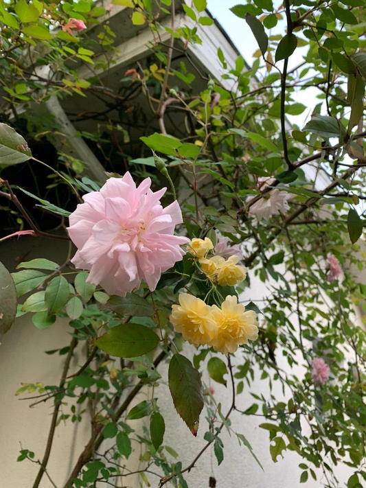 Miniature Rose Cuttings Combo – 2 Live Organic Pink and Yellow Rose Plants – USA Grown