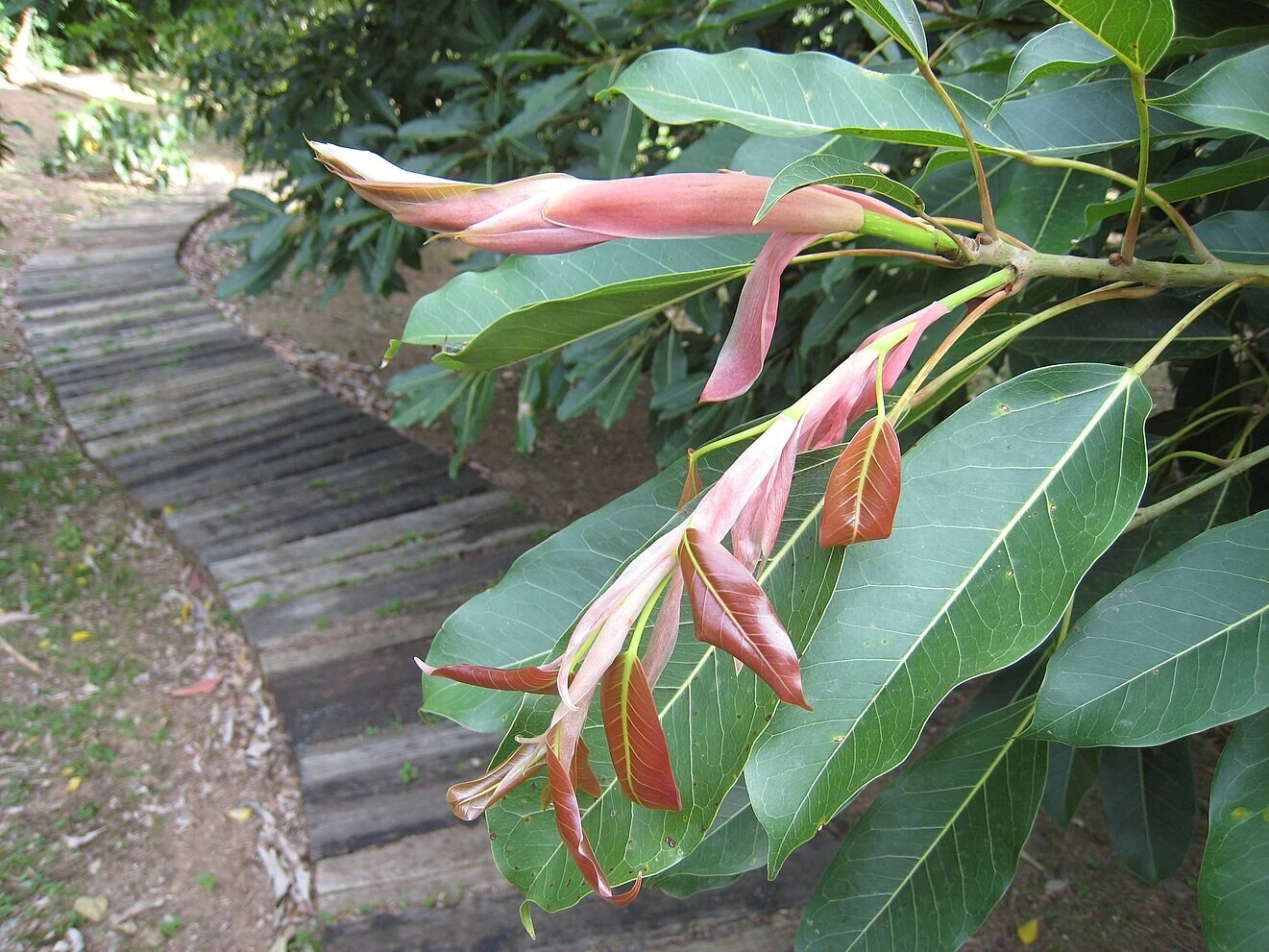 Ficus Subpisocarpa Cuttings – 2 Unrooted Ornamental Tropical Tree Propagation Material for Indoor & Garden