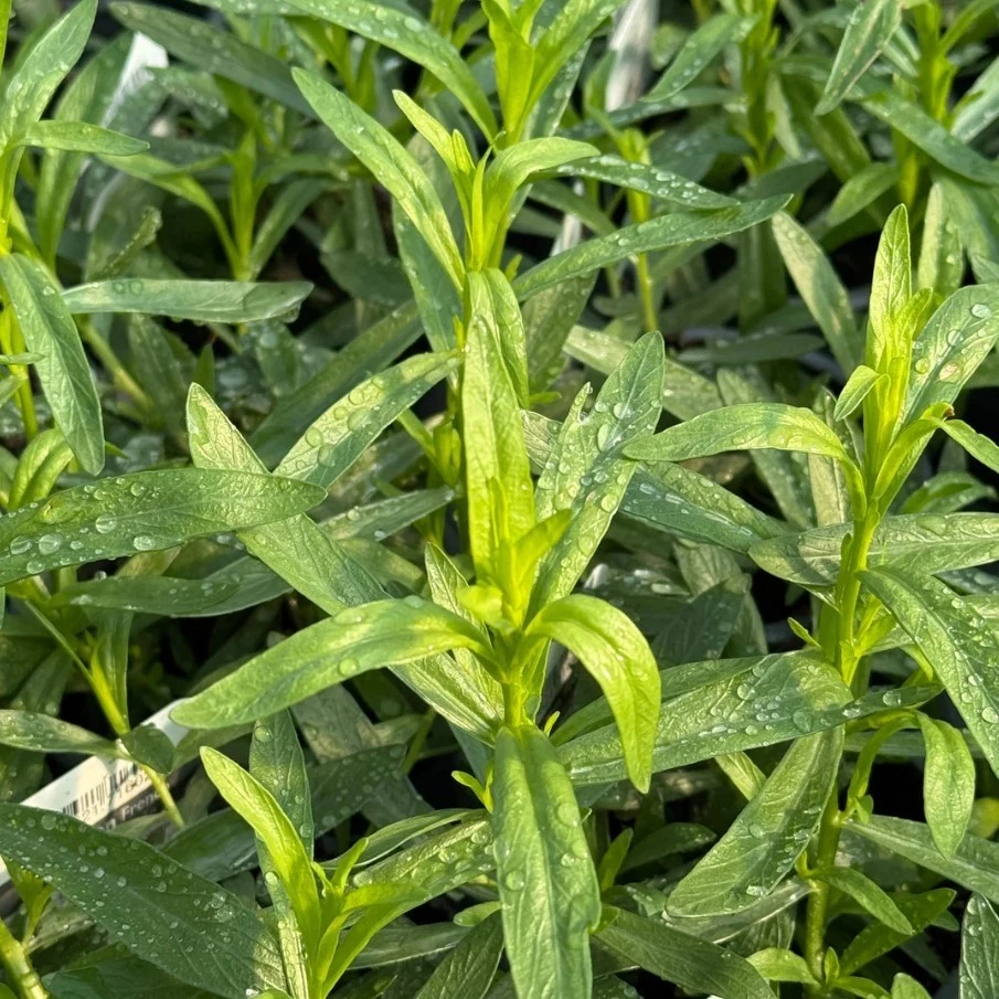 French Tarragon Live Starter Plants – 4-5 Inch Perennial Herb Artemisia dracunculus sativa