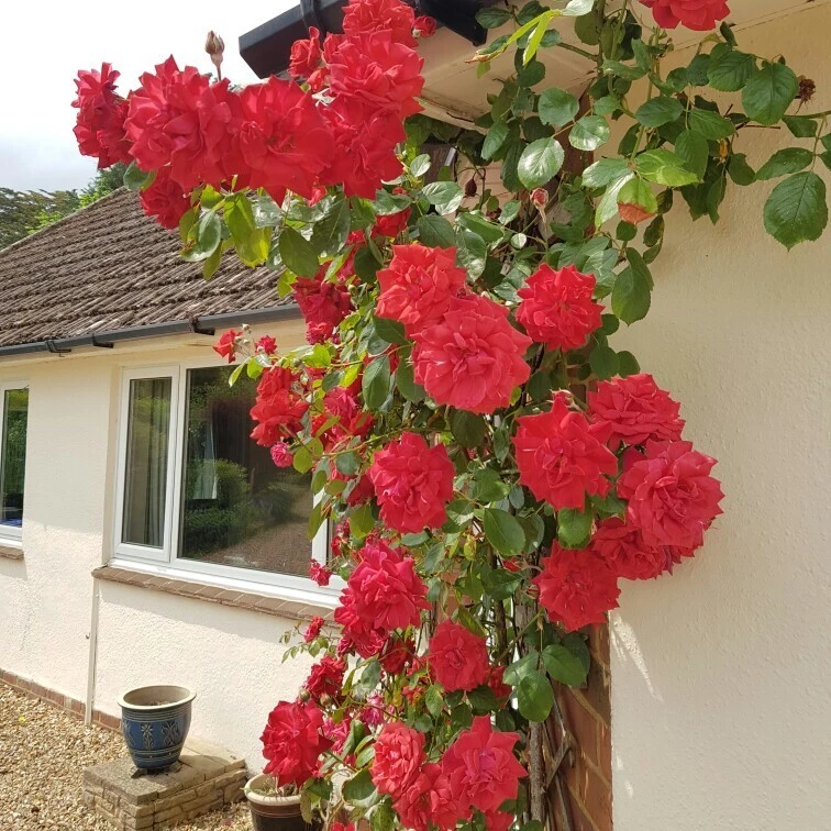 The Prince’s Trust Rose Cuttings – 6 Unrooted Climbing Rose Propagation Live Plant Rosa ‘The Prince’s Trust’