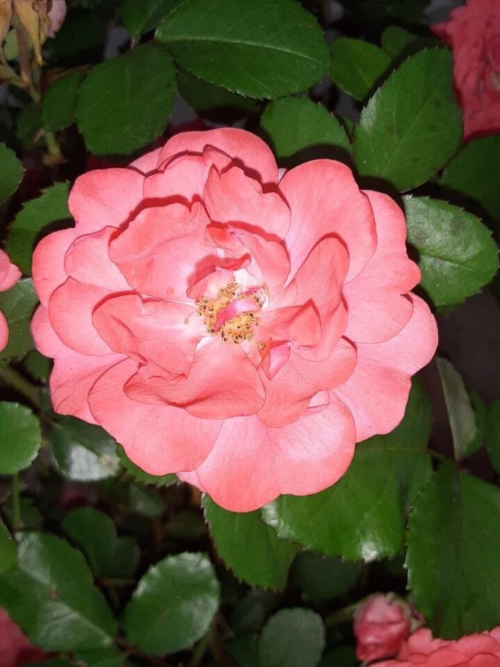 Coral Floribunda Rose Cuttings – 4 Live Unrooted Propagation and Garden Planting Material