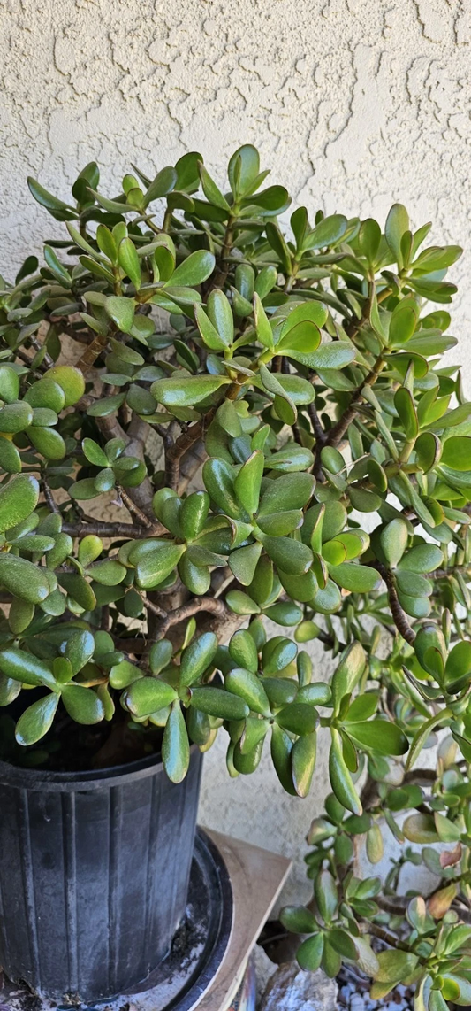 Jade Plant Cuttings – 8 Inch Live Unrooted Crassula Ovata Succulent for Indoor Growing, Deep Green Fleshy Leaves