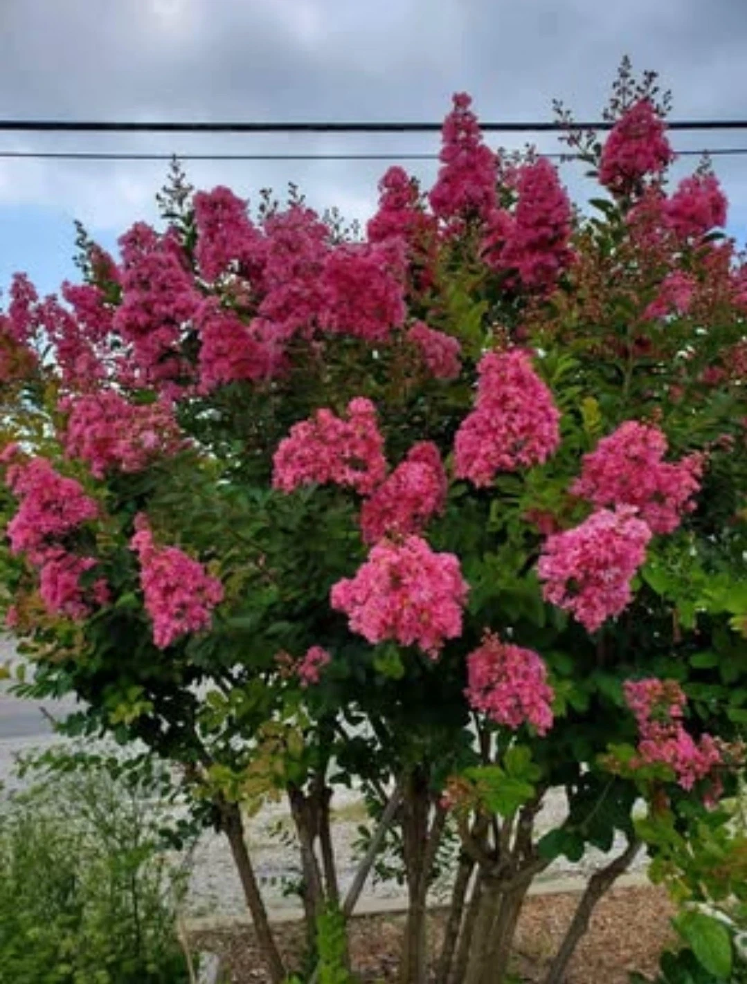 Pink Velour Crape Myrtle Cuttings Unrooted Lagerstroemia indica ‘Pink Velour’ for Propagation, Live Flowering Tree or Shrub