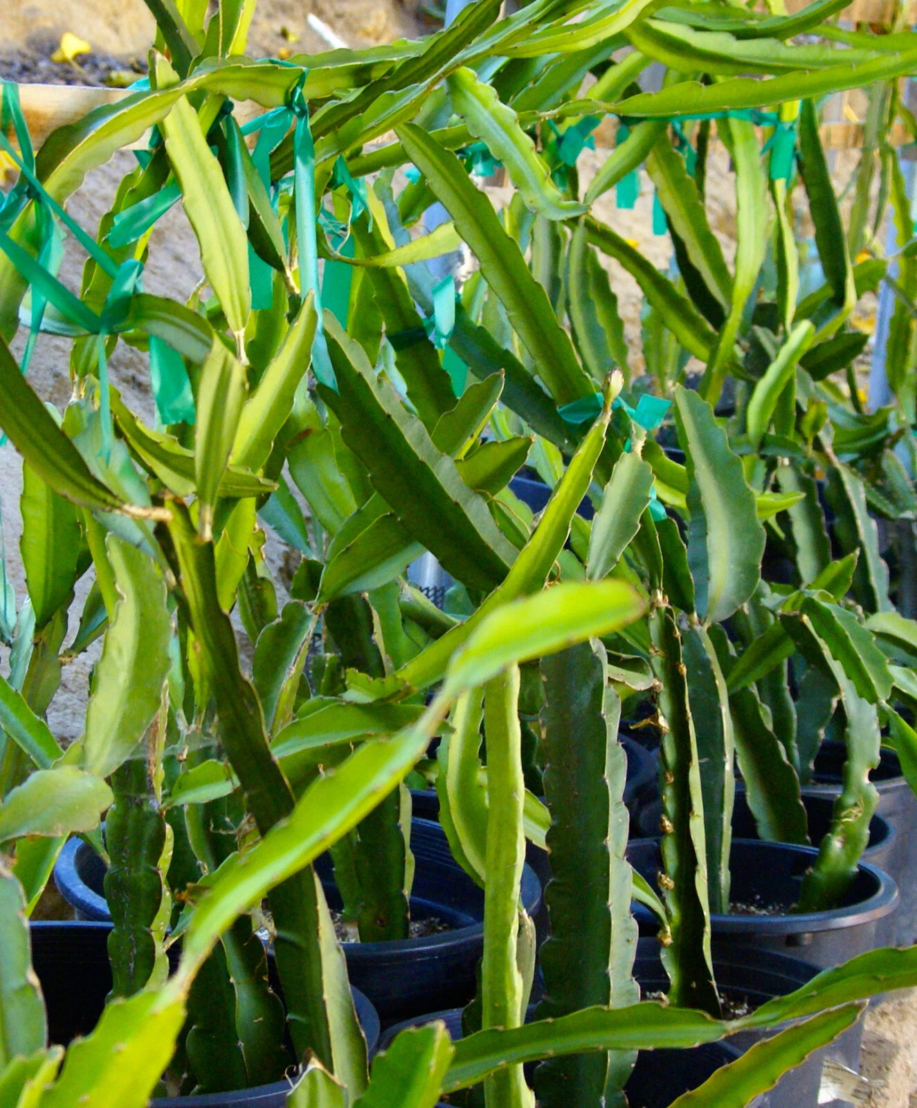 Dragon Fruit Cuttings – 3+ Live 8–10 Inch Self-Fertile Pitaya Climbing Cactus Selenicereus spp.