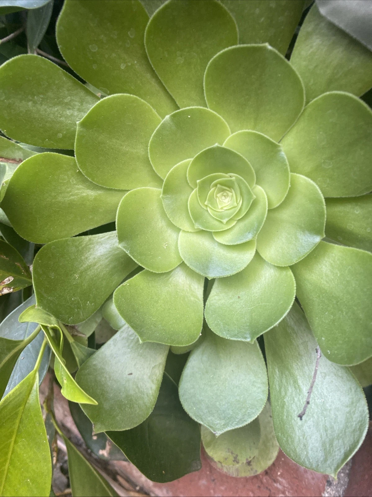 Aeonium Arboreum Succulent Rosette Cuttings Set of 3 Large Rose Succulents for Propagation and Container Planting