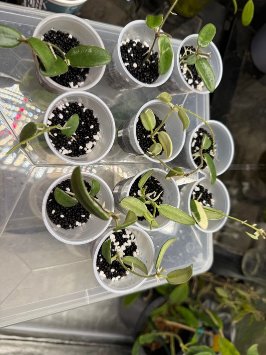 Hoya Lyi Prism Cuttings – Variegated Indoor Houseplant, Live Rooting Hoya Plant, Rare Hoya Plant Cuttings