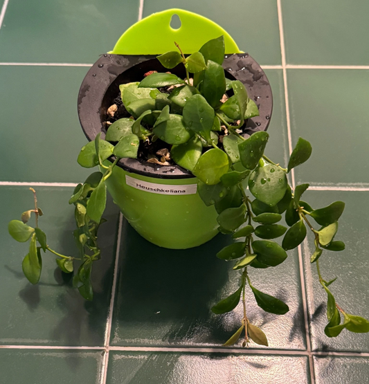 Hoya Heuschkeliana Green Cutting – Live Unrooted 2-Node Indoor Propagation Plant for Gardening