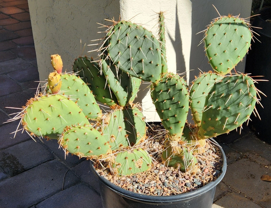 Opuntia Phaeacantha Cactus Pad Cutting Live, Tulip Prickly Pear Propagation, Succulent Plant, Desert Cactus, Easy to Grow