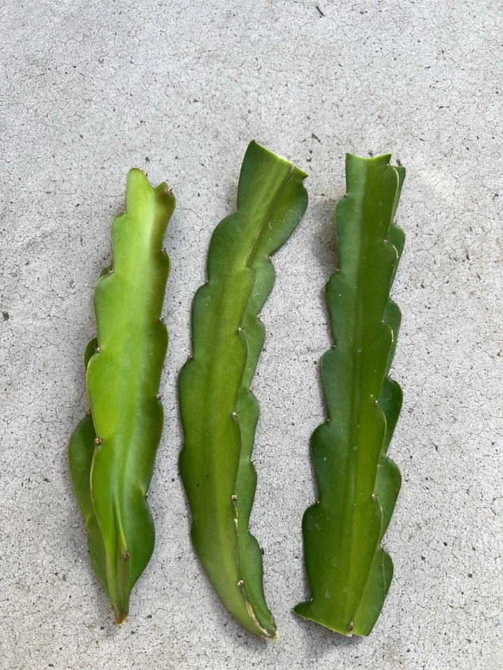 American Beauty Dragon Fruit Cuttings 3 Pack, 8 Inch, Self-Pollinating Cactus, Hylocereus undatus