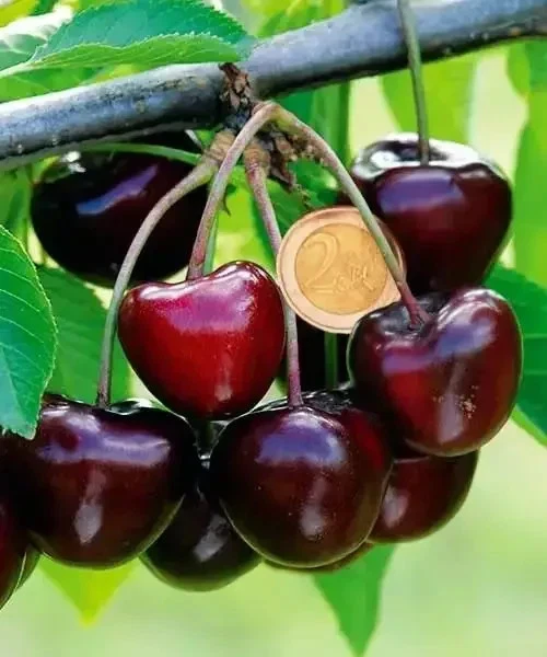 Carmen Cherry Cuttings – 5 Live Prunus avium Grafting or Rooting Specimens from Hungary