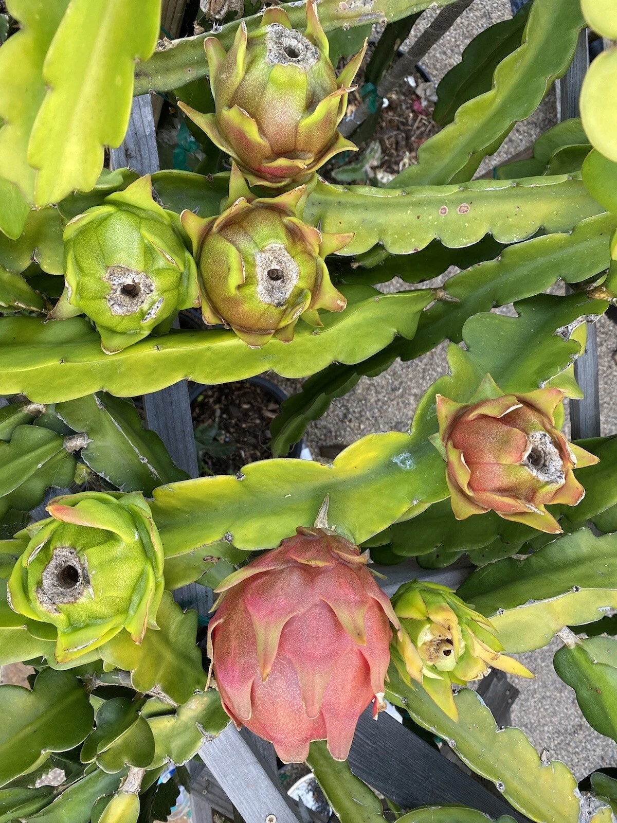 American Beauty Dragon Fruit Cuttings 2 Pack Red Flesh Pitaya Unrooted Climbing Cactus Hylocereus