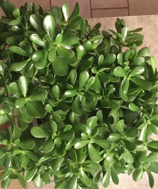 Jade Plant Succulent Cuttings – 3-5 Inch Crassula ovata Green Propagation Plants for Gardening