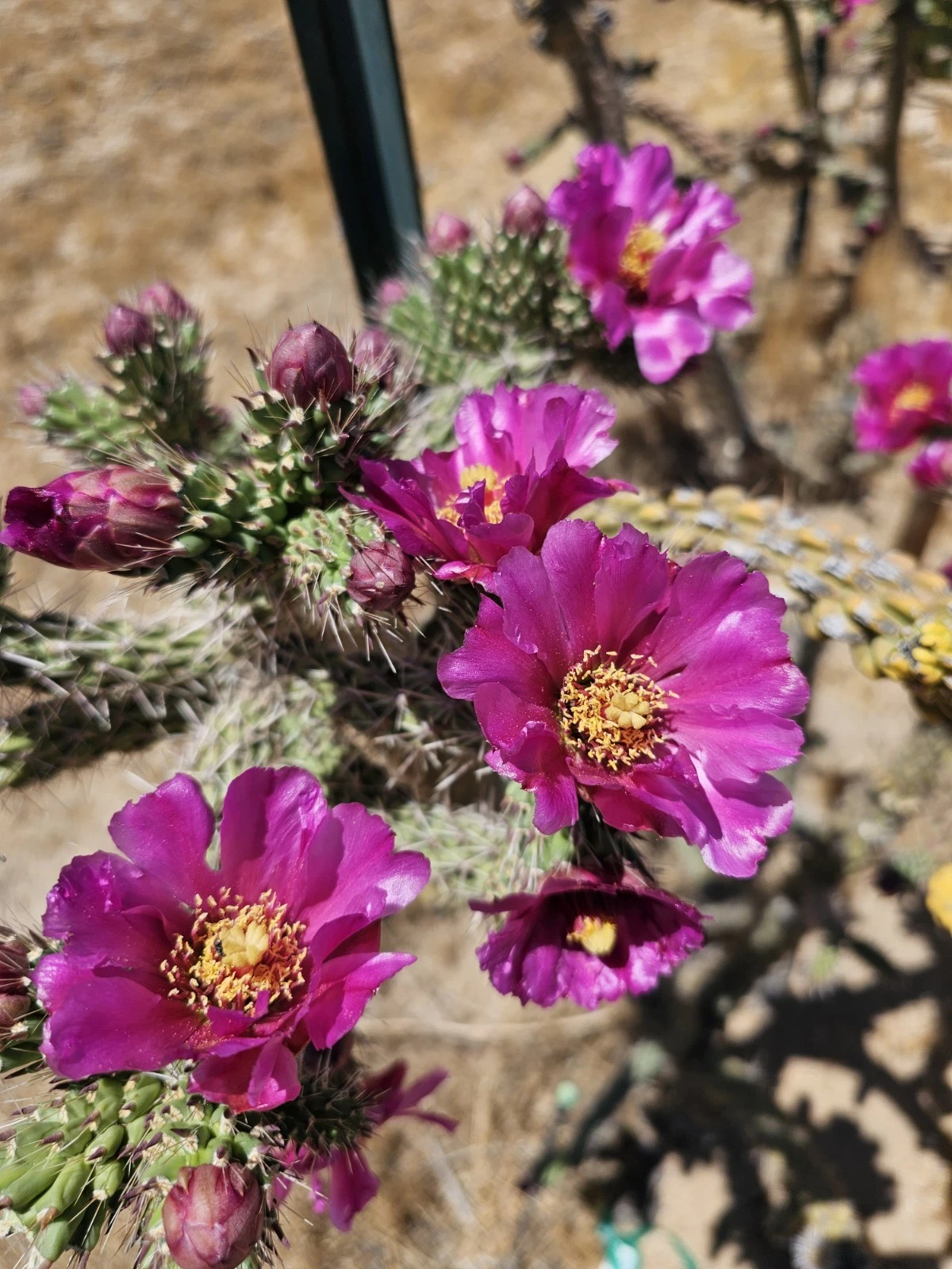 Cylindropuntia Imbricata Tree Cholla Cactus Cuttings Set of 12 – 4-6 Inch for Propagation, Desert Garden, Succulent Planting