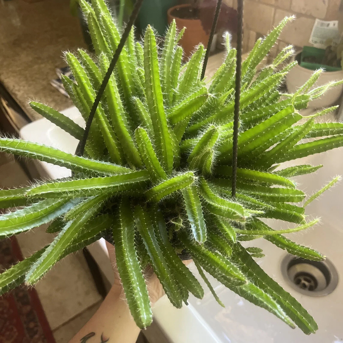 Dog Tail Cactus Cuttings – 3 Unrooted Trailing Succulent Propagation Aporocactus flagelliformis
