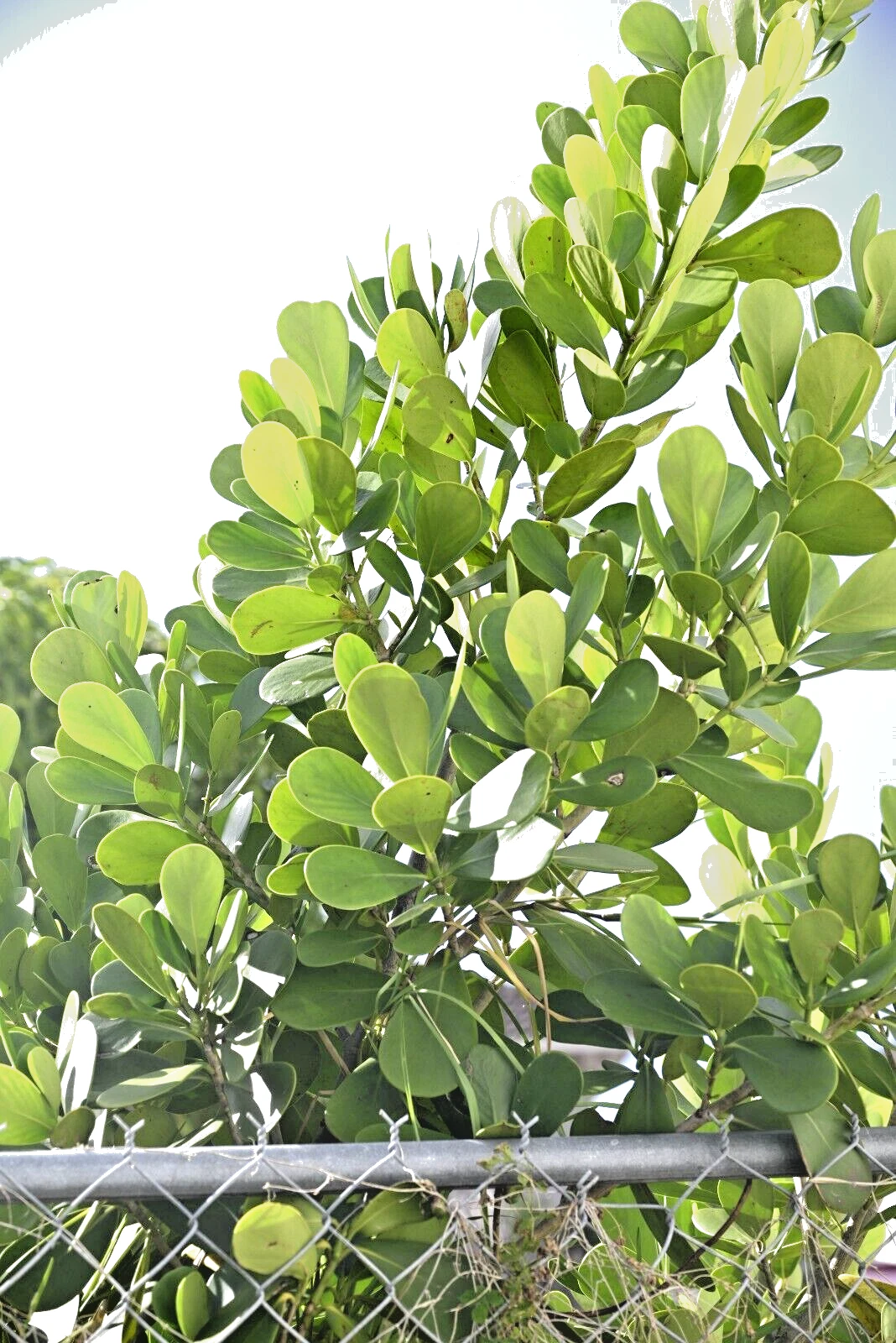 Small Leaf Clusia Cuttings - Unrooted Tropical Shrub for Propagation, Clusia guttifera, Indoor & Outdoor Gardening