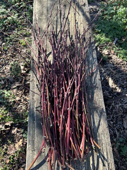 Nectarine Fruit Tree Softwood Cuttings for Propagation, Fresh Stone Fruit Tree Cuttings Set of 5, Prunus persica var. nucipersica