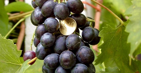 Muscat Bleu Grape Vine Cuttings – 5 Unrooted Vitis vinifera for Grafting, Cold Hardy Grape, Vineyard or Garden Planting