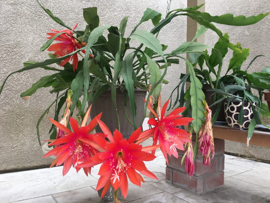 Orange Swirl Orchid Cactus Cuttings – 5 Fresh 5-Inch Epiphyllum Propagation Unrooted Plantlets