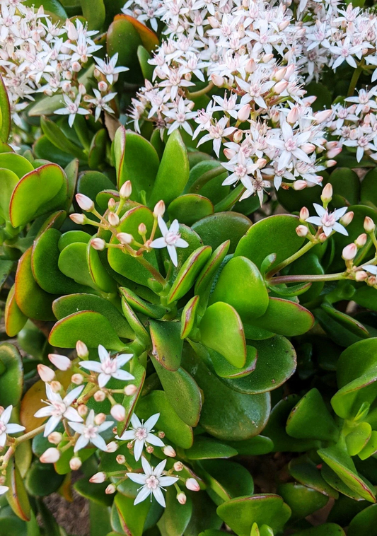 Jade Plant Succulent Cuttings – 3 Live Unrooted Crassula Ovata Propagation 3-5 Inch Indoor Outdoor Garden
