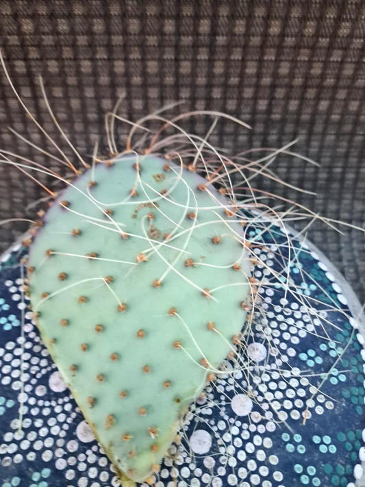 Opuntia Azurea Parva Cactus Cutting | Live Blue Prickly Pear Starter | Succulent Plant | Opuntia azurea parva