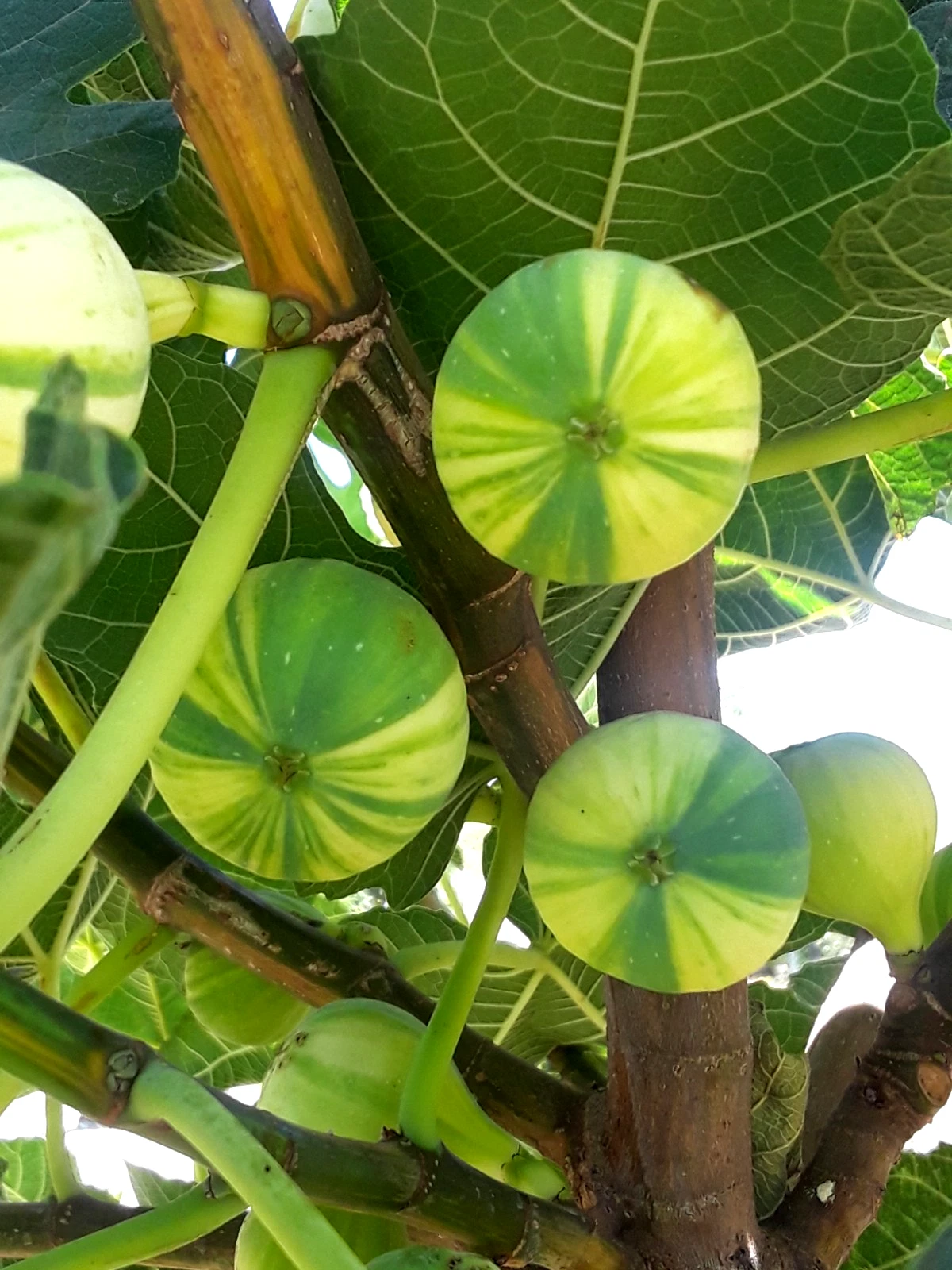 Panaché Variegated Fig Cuttings – 3 Fresh Ficus carica Fruit Tree Rooting Stock, Tiger Fig Variety, Variegated Leaves, Edible Fruit