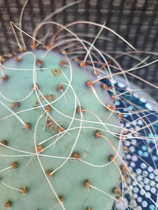 Opuntia Azurea Parva Cactus Cutting Live Unrooted Prickly Pear Segment for Succulents and Cacti Collection