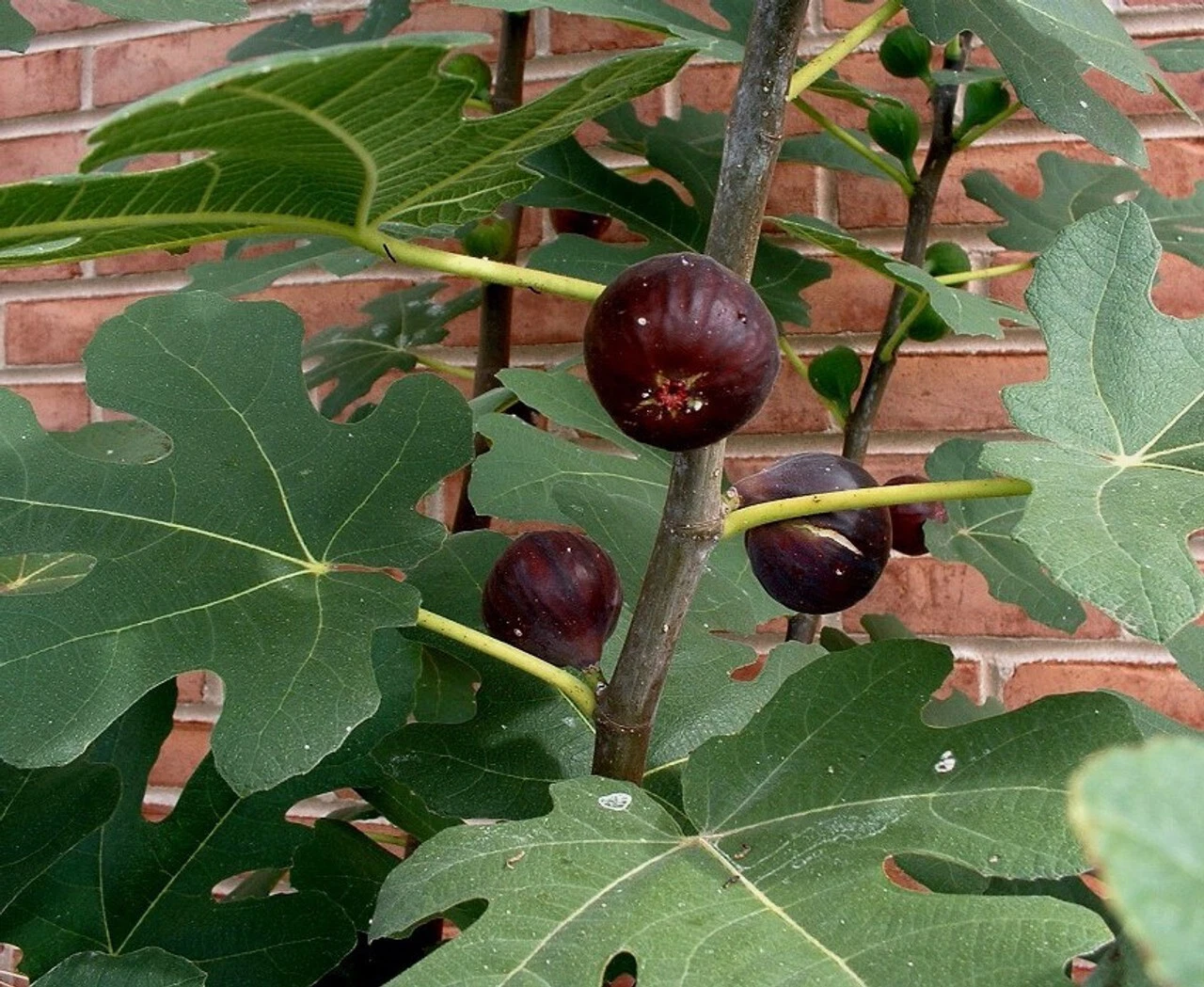 Chicago Hardy Fig Cuttings – 5 Ficus Carica Propagation Set with Willow Water Rooting Aid for Home Garden