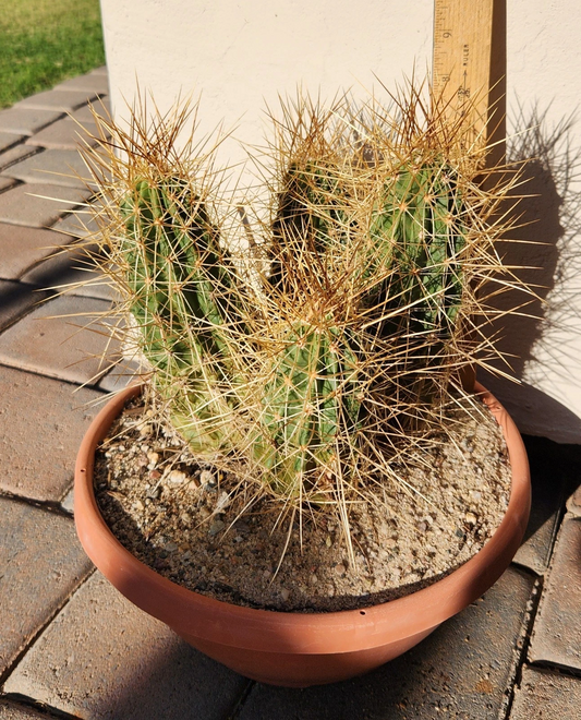 Live Rooted Strawberry Hedgehog Cactus Echinocereus Stramineus for Pot or Garden, Ornamental Drought-Tolerant Cactus Plant
