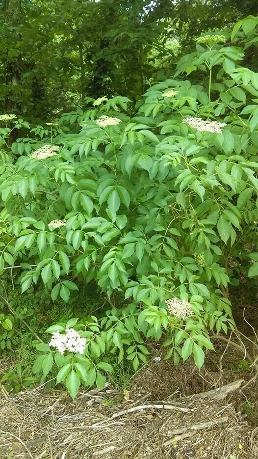 American Elderberry Cuttings 50 Pack Sambucus canadensis Unrooted Shrubs Wholesale Native Plant