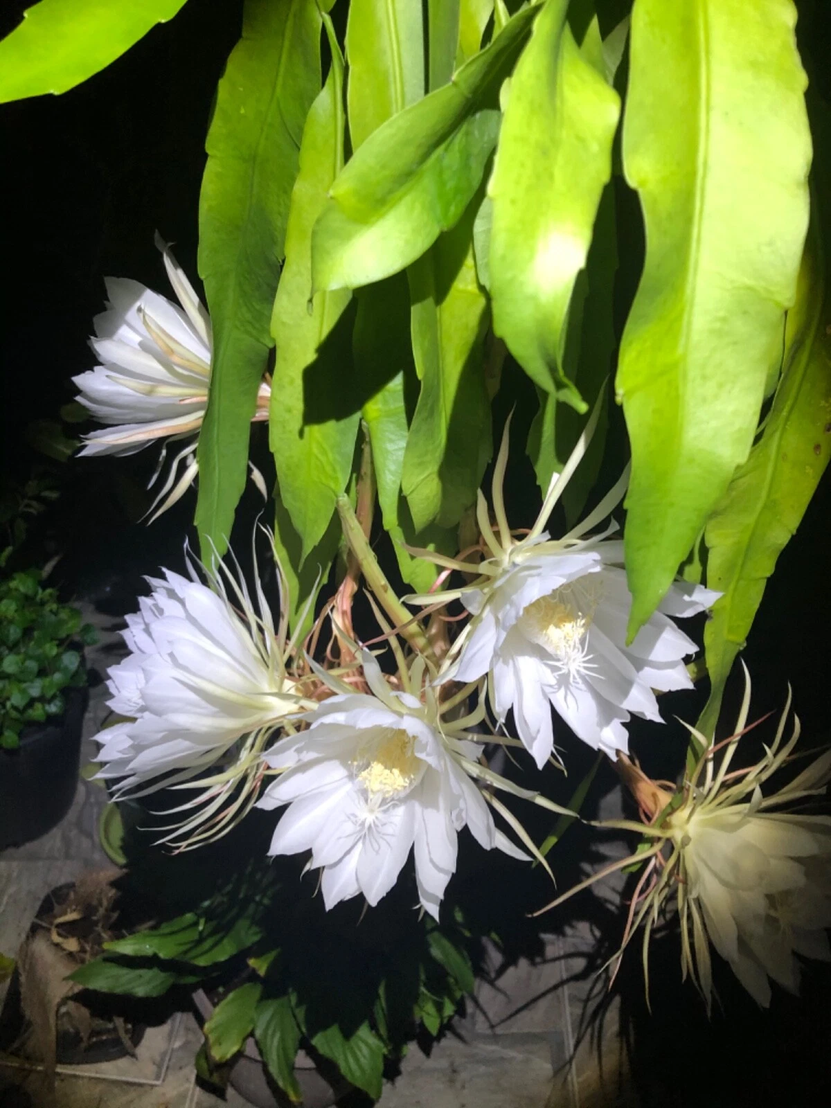 Queen of the Night Orchid Cactus Rooted Cutting, Epiphyllum oxypetalum, Night Blooming Houseplant, Fragrant Flowers, Indoor Cactus