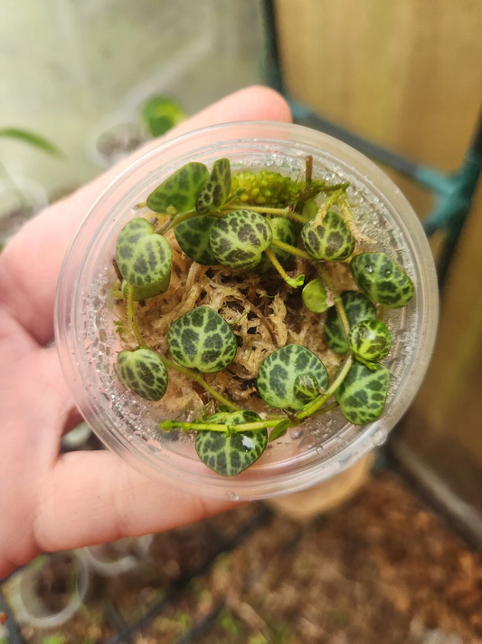 Peperomia Prostrata Starter Plant – String of Turtles Trailing Houseplant in Propagation Cup, Indoor Container Plant