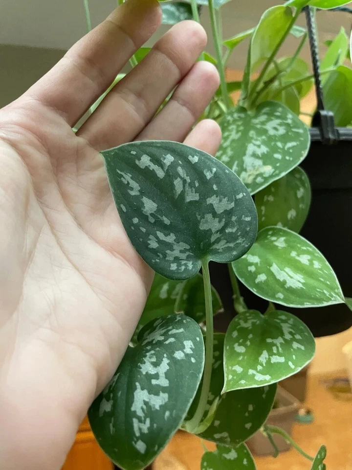 Silver Pothos Cuttings - Single Leaf Node Propagation Set of 4 - Scindapsus pictus ‘Argyraeus’ Indoor Trailing Houseplant