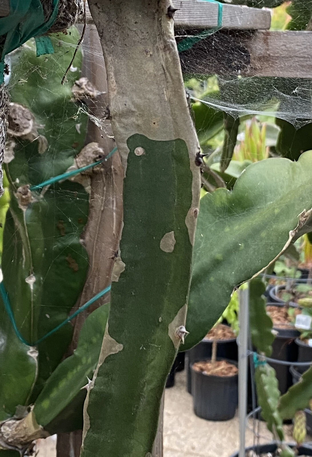 Frankie’s Red Dragon Fruit Cuttings – 2 Mature Pitaya Cactus Segments for Planting and Propagation, Hylocereus undatus