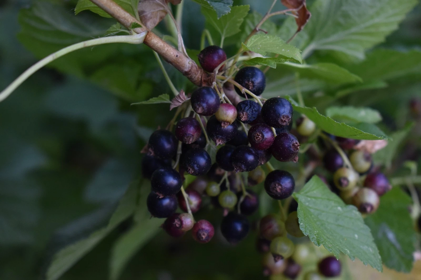 Consort Black Currant Cuttings – 10 Live Ribes Nigrum Planting Material for Rooting and Garden Growth