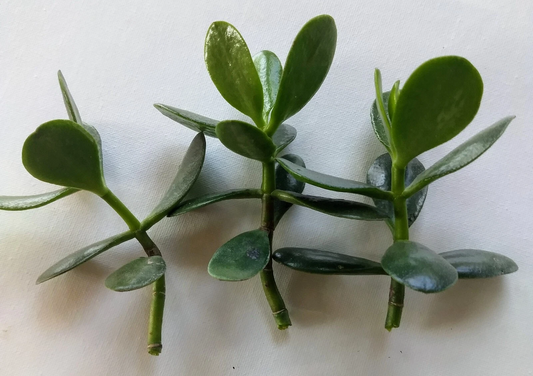 Jade Plant Cuttings Unrooted Set of 3, Crassula ovata Succulent Propagation Indoor Garden