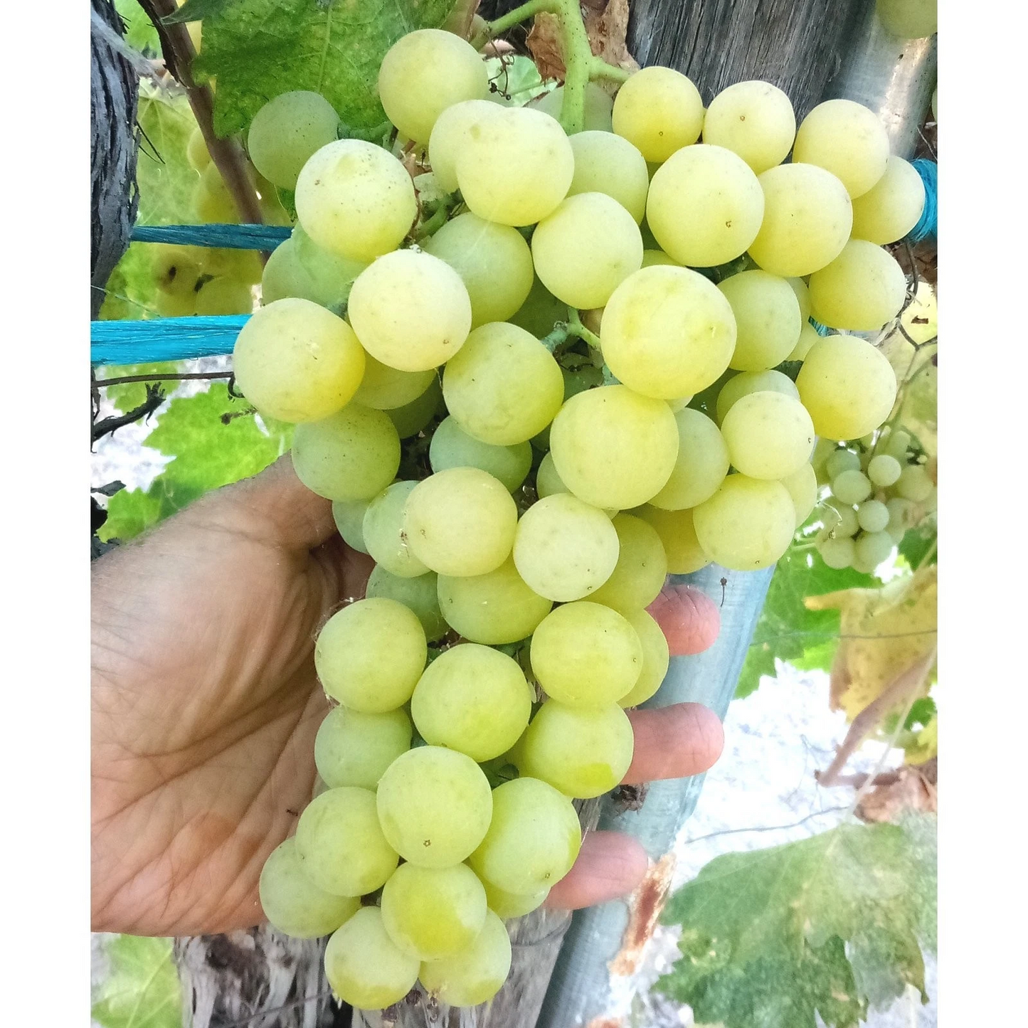 Sugar Sweet Seedless Green Grape Vine Cuttings – Vitis vinifera ‘Sugar Sweet’ for Rooting & Propagation, Fruit Vine, Green, Seedless