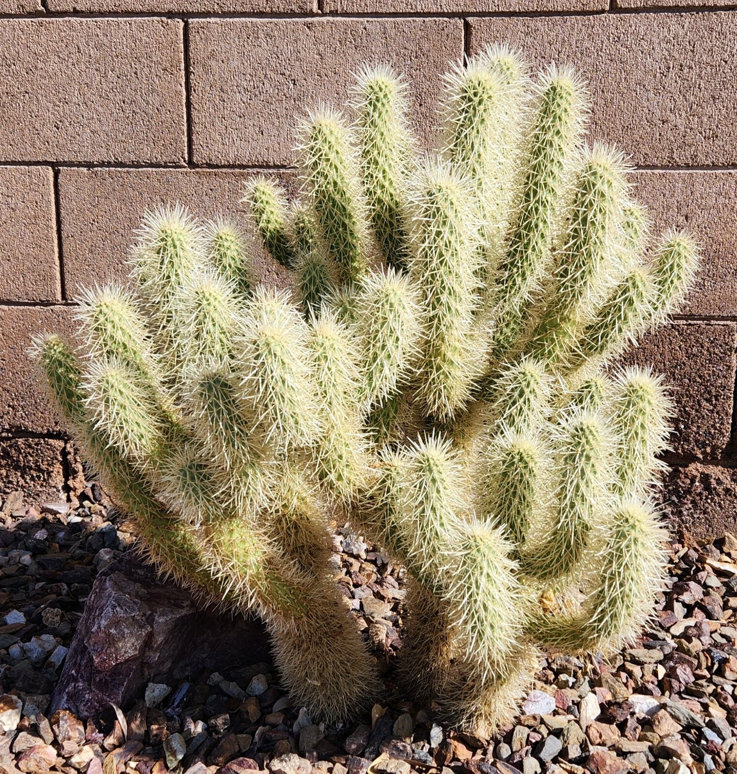 Teddy Bear Cholla Cactus Cutting – Cylindropuntia Bigelovii Propagation Segment for Desert Garden and Succulents