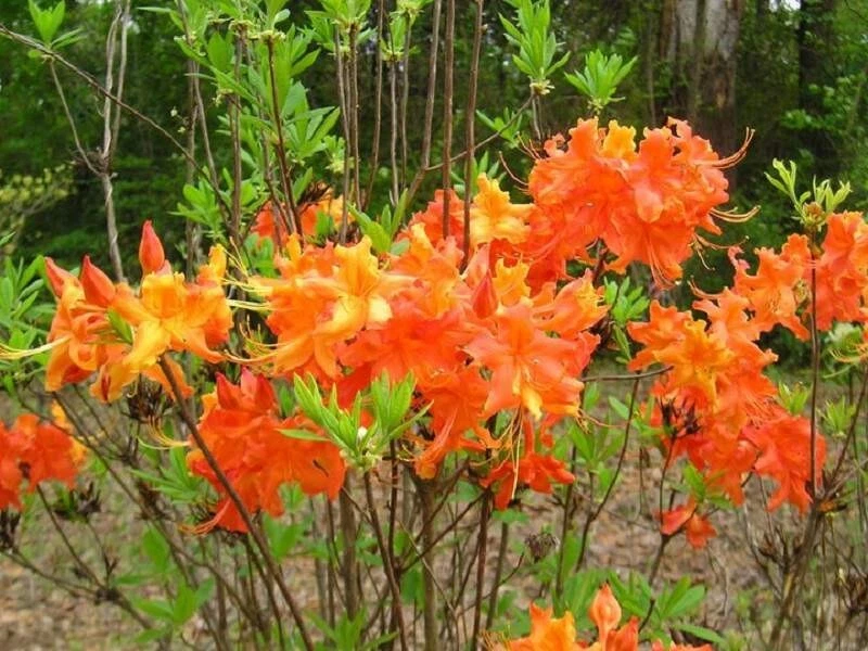 Frontier Gold Aromi Azalea Starter Plant – Deciduous Shrub with Yellow Blooms, Ornamental Garden Plant, Rhododendron