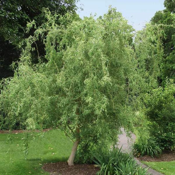 Corkscrew Willow Cuttings – 15 Fresh Unrooted Propagation Pieces Salix matsudana ‘Tortuosa’