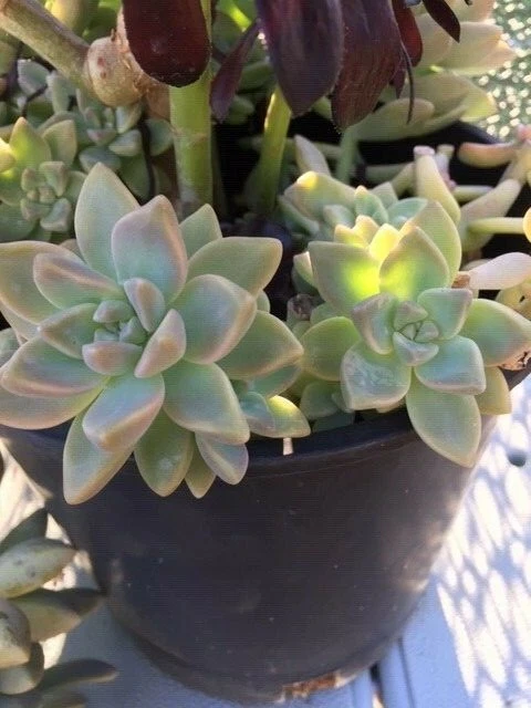 Graptopetalum paraguayense Ghost Plant Succulent Cuttings Set of 6 Live Rosettes for Propagation