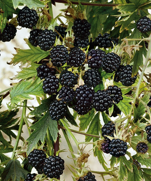 Natchez Thornless Blackberry Starter Plugs – 3 Plants, Rubus Fruit Shrub for Garden Planting, Easy Care, Juicy Blackberries