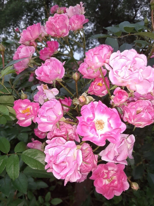 Madame Norbert Levavasseur Rose Cuttings – 4 Live Unrooted Pink Moss Rose Stems for Garden Propagation