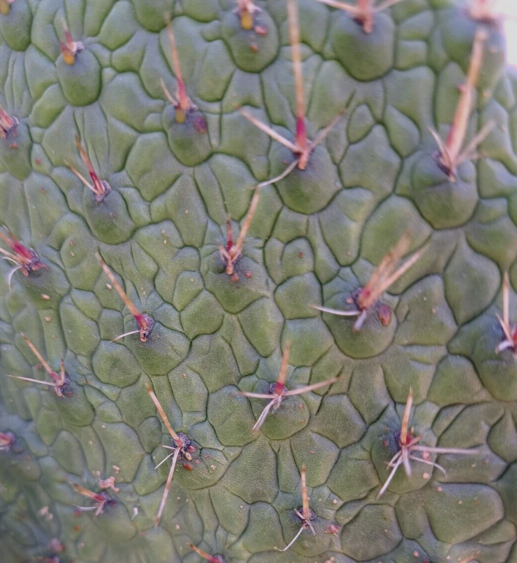 Consolea Moniliformis Cactus Cutting – Live Unrooted Opuntia Bead Cactus, 8–10 Inch Succulent for Planting, Unique Desert Plant