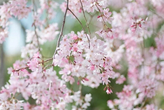 Japanese Flowering Cherry Unrooted Cuttings – 12 Prunus serrulata Cultivar Scions for Propagation, Cherry Blossom Tree Gardening