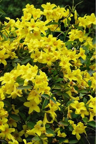 Yellow Crossvine Rooted Starter Plant – Bignonia capreolata Climbing Vine for Trellis, Fence, Garden Landscape